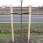 Boompaal naaldhout